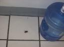 Cucaracha