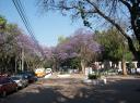 Jacaranda