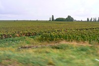We rijden door de Bourgogne wijnstreek