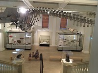 Australian Museum