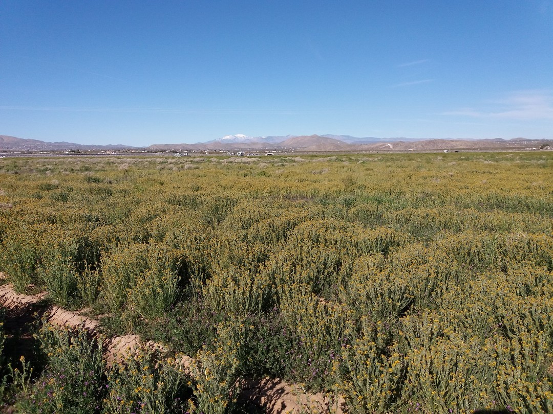 Dag 16 vrijdag 22 maart Joshua Tree NP naar Boron Reisverhaal Ruud