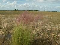 Everglades