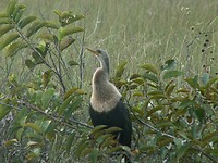 Everglades
