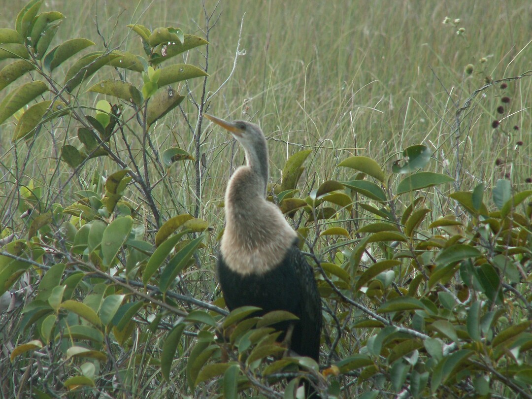 Everglades