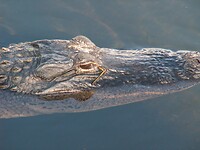 Everglades