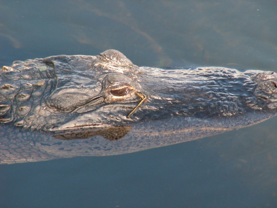 Everglades