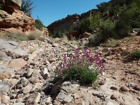 wandeling Devils Canyon vlak bij de camping