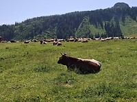 1000013077