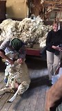 Schaap scheren