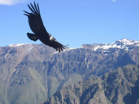 De condor (foto van internet), 3 x gespot
