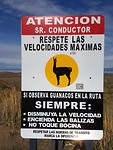 Pas op voor loslopende guanacos; veel gezien onderweg.