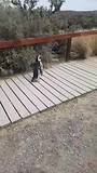 Pinguin aan de Waggel