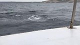 Walvis zo dichtbij!