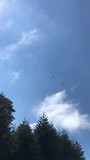 Condors ‘op elkaar’
