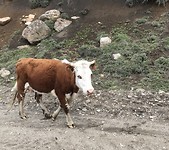 En het loopt gewoon langs of op de weg.