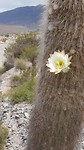Bloeiende cactus
