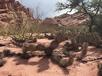 Cactus hier, cactus daar