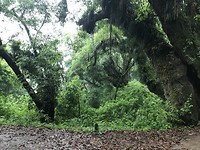 Jungle😳