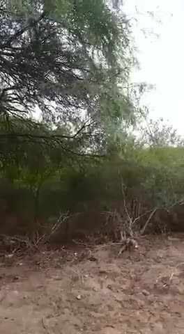 Krekels