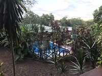 Jungle flora