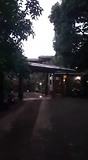 Junglegeluiden