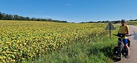 Zonnebloemen