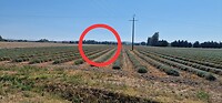 Mont Ventoux gespot