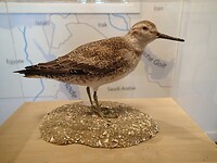 2024-06-22 1456 wad vogel Kanoet