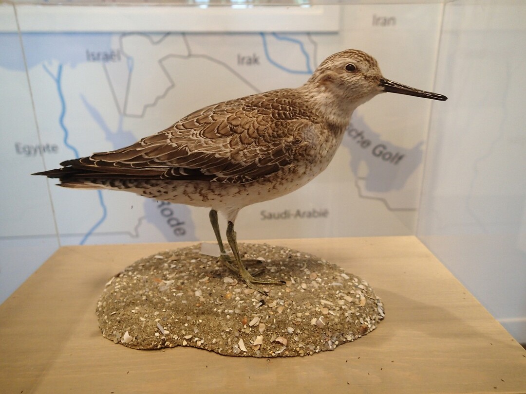 2024-06-22 1456 wad vogel Kanoet