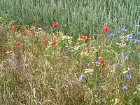 2025-06-02 1333 veldboeket