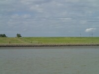 2025-06-25 1705 zeehondje bij Emden