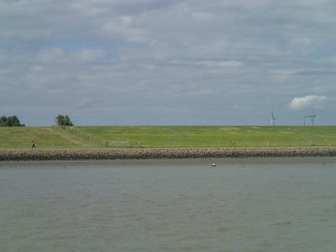 2025-06-25 1705 zeehondje bij Emden