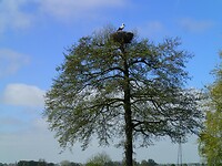 2026-04-24 1155 Ooievaarsnest boven op een boom
