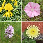 Brem, ??, orchis, asterachtige