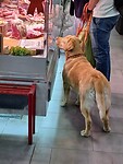 Hond wacht op z'n beurt
