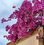 Bougainvillea
