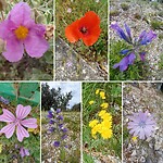 Boeket natuur
