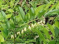 Salomonszegel