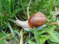 Reuze slakken hier