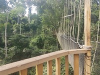 Canopy walkway