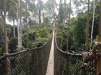Canopy walkway