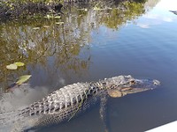 Alligators!