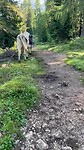 Hike Drei Zinnen met gezelschap vd koeis
