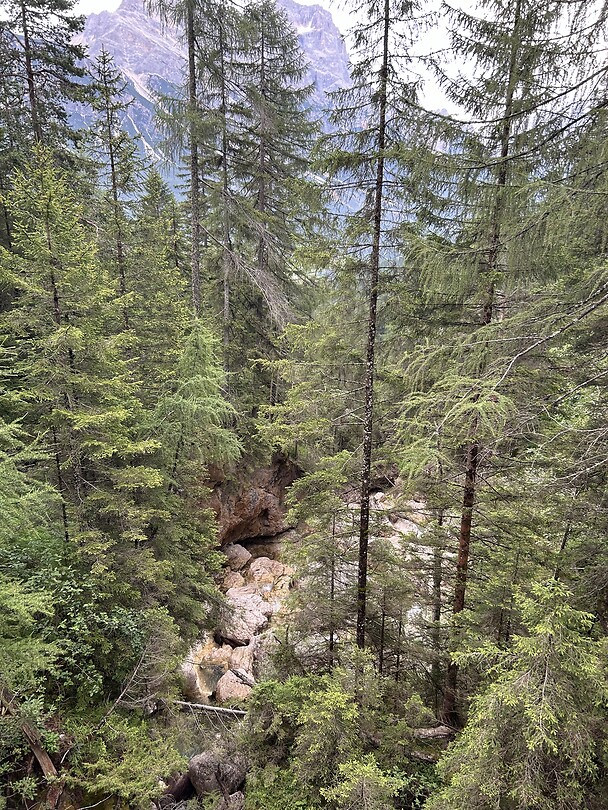 River wild door de bossen