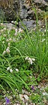 Dag 9 Blommetjes