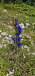 Dag 14 Blauwe blommetjes