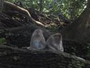 Monkey forest Ubud, aapjes