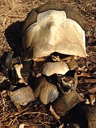 Dode schildpad met schedel