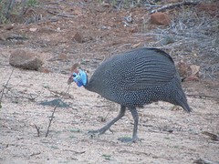 Helmeted guinnefowl