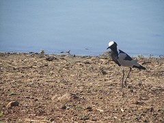 Lapwing of kieviet